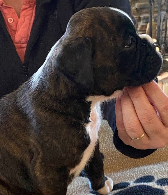 chiot Boxer Du Rêve Français