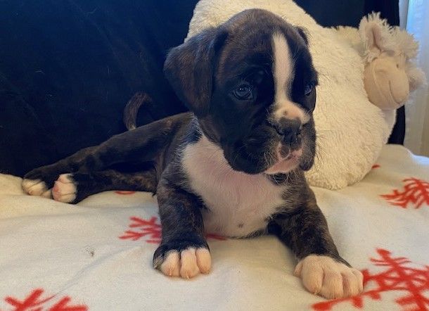 Du Rêve Français - Chiot disponible  - Boxer