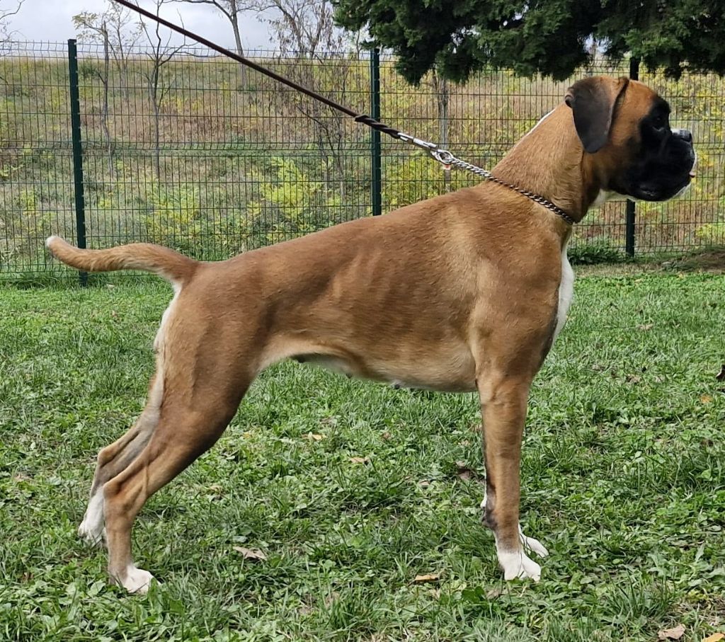 Venise Du Rêve Français