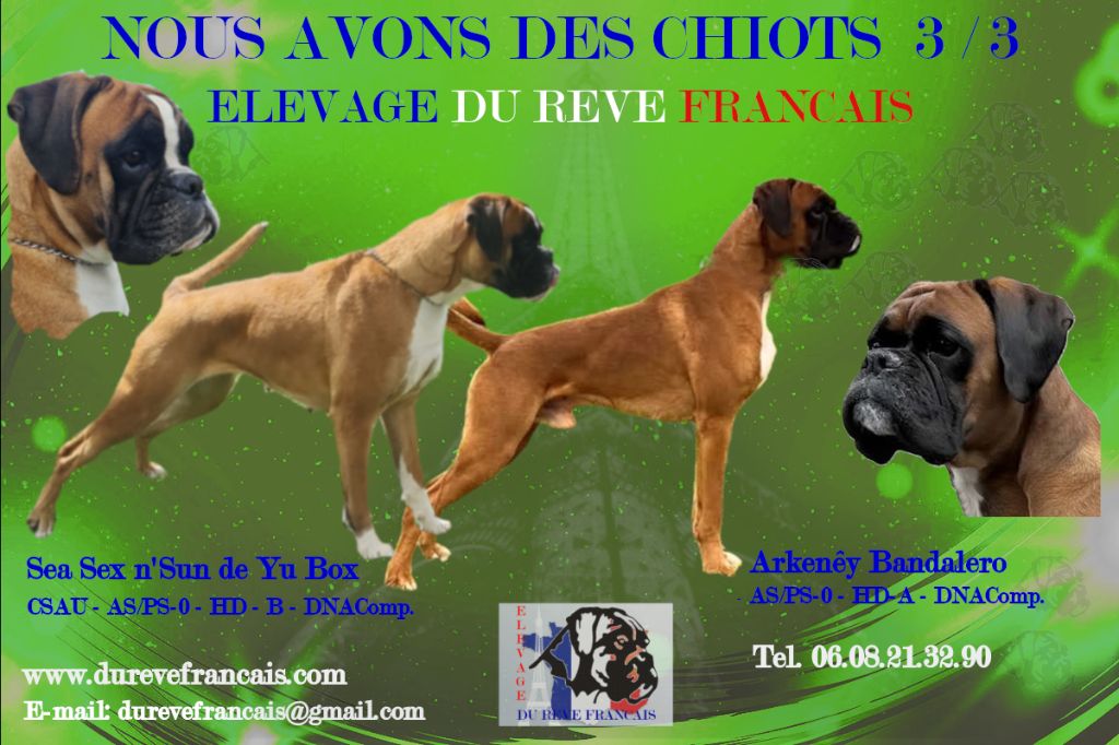 NOUS AVONS DES CHIOTS - réservations en cours