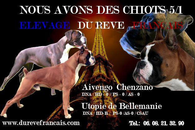 NOUS AVONS DES CHIOTS - réservations en cours
