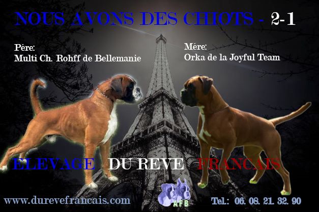 Chiots Orka & Rohff 2024