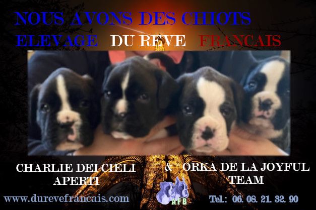 Chiots Orka & Charlie 2023