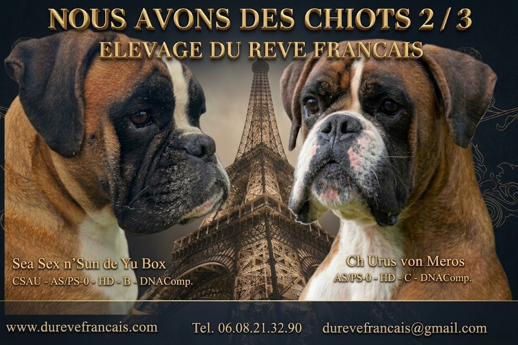 Du Rêve Français - Chiots disponibles - Boxer