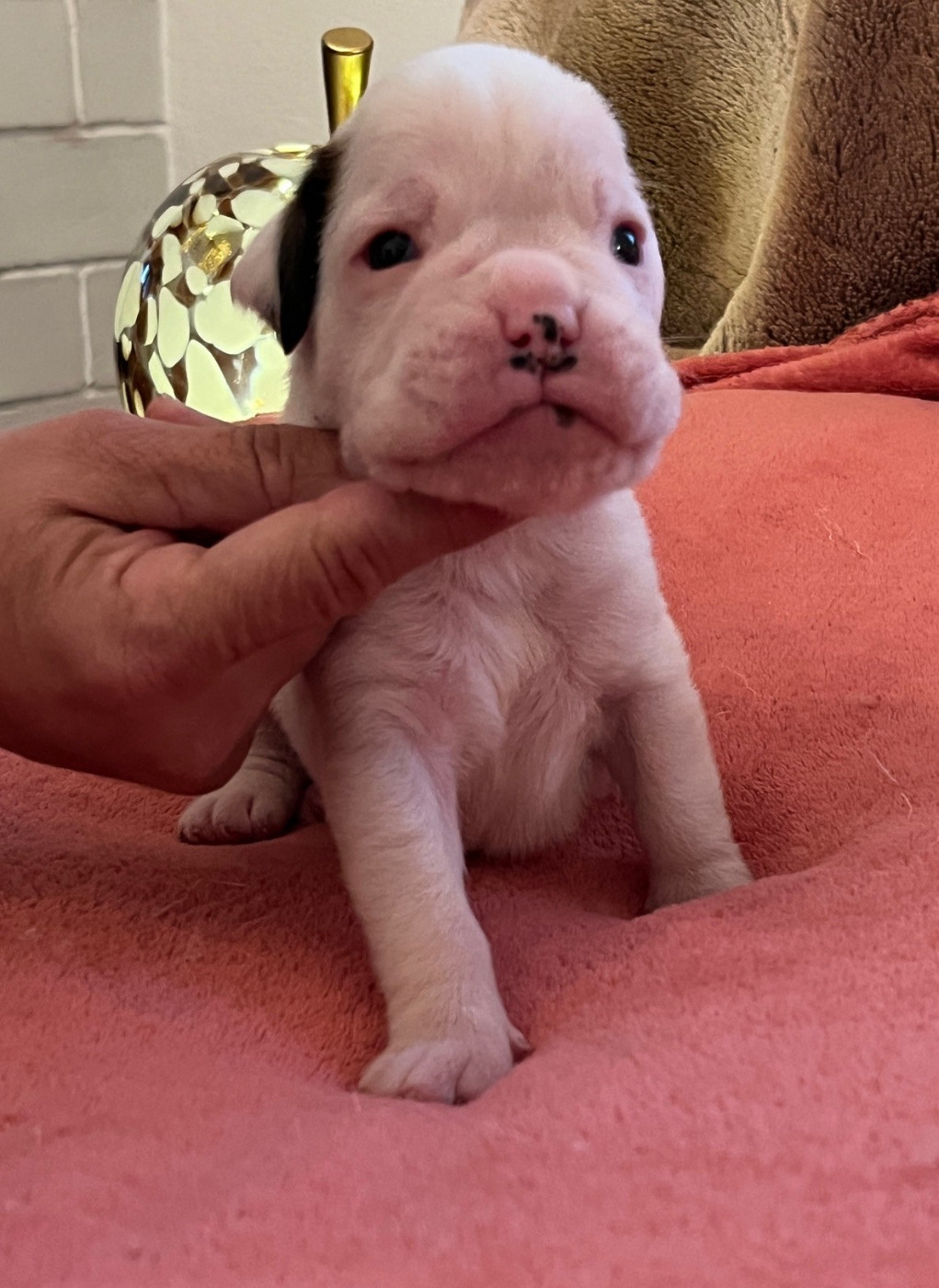 Chiot N°2 blanc