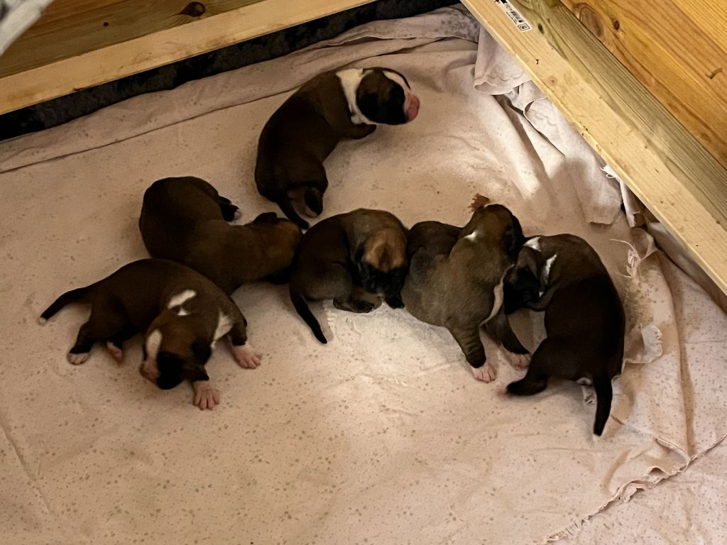 Du Rêve Français - Chiots disponibles - Boxer