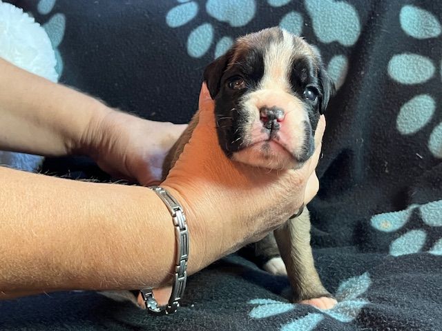 Du Rêve Français - Chiots disponibles - Boxer