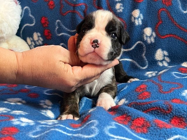 Du Rêve Français - Chiots disponibles - Boxer