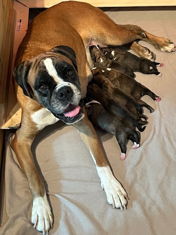 Du Rêve Français - Chiots disponibles - Boxer