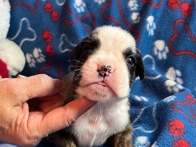 Du Rêve Français - Chiots disponibles - Boxer