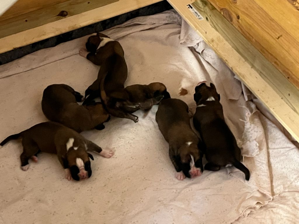 Du Rêve Français - Chiots disponibles - Boxer