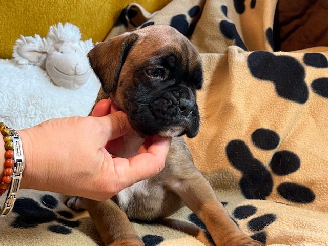 Du Rêve Français - Chiots disponibles - Boxer