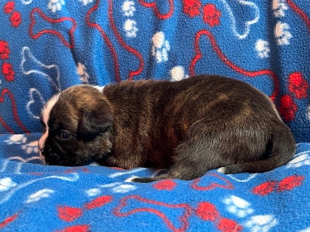 Du Rêve Français - Chiots disponibles - Boxer