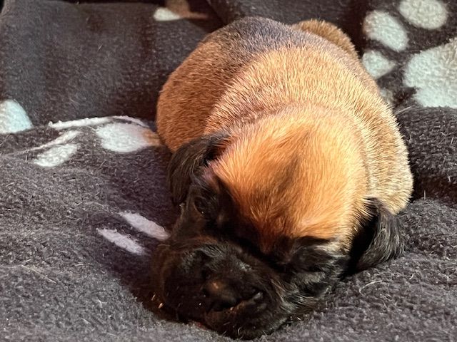 Du Rêve Français - Chiots disponibles - Boxer