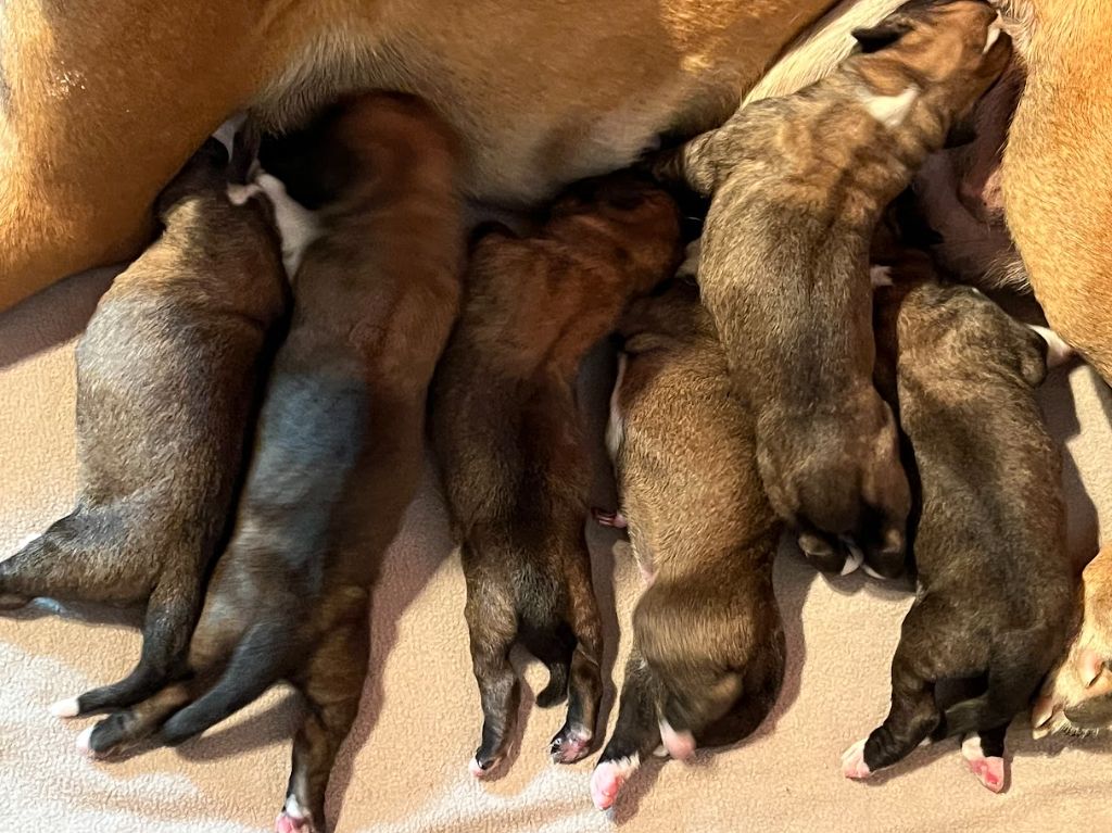 Du Rêve Français - Chiots disponibles - Boxer