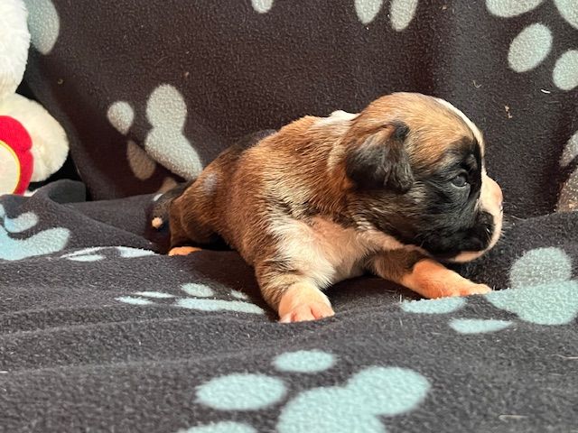 Du Rêve Français - Chiots disponibles - Boxer