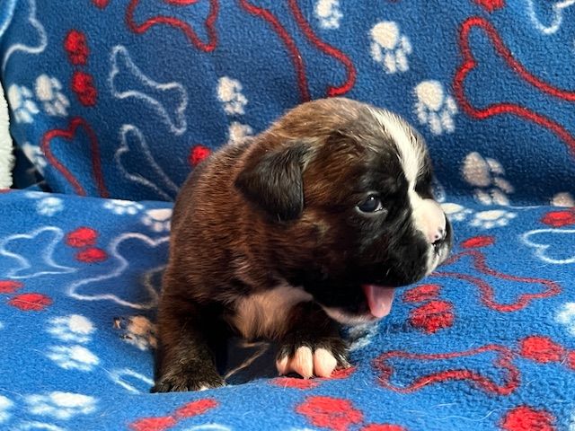 Du Rêve Français - Chiots disponibles - Boxer