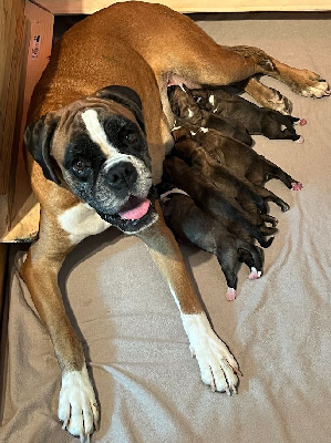 CHIOT 3