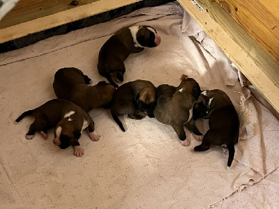CHIOT 3