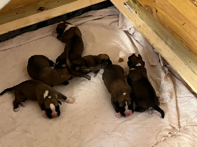 CHIOT 2
