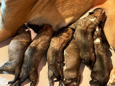 CHIOT 6