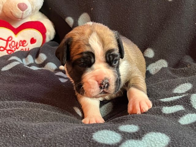 Du Rêve Français - Chiots disponibles - Boxer