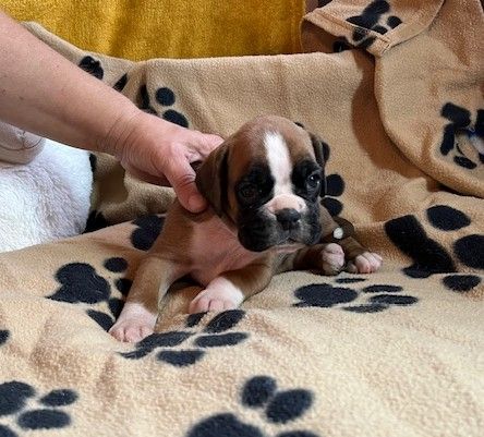 Du Rêve Français - Chiots disponibles - Boxer