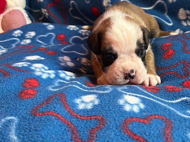 Du Rêve Français - Chiots disponibles - Boxer