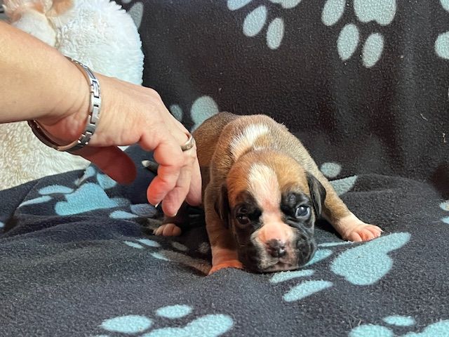 Du Rêve Français - Chiots disponibles - Boxer