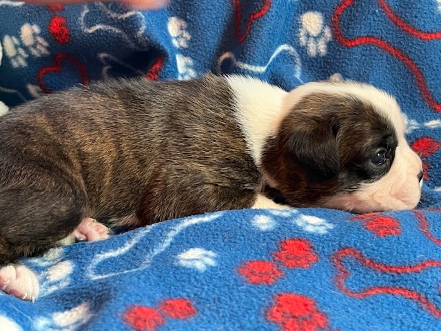 Du Rêve Français - Chiots disponibles - Boxer