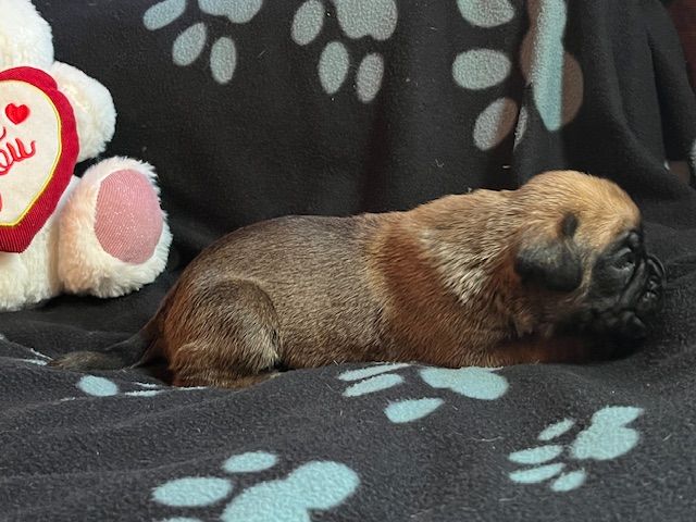 Du Rêve Français - Chiots disponibles - Boxer