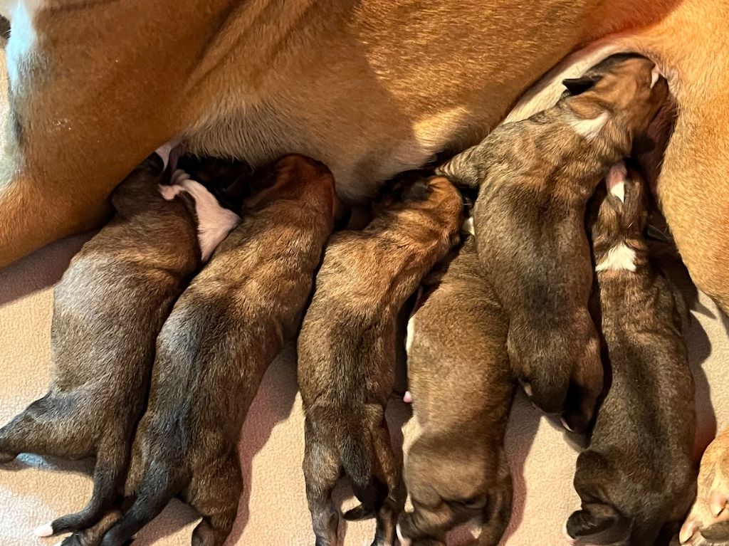 Du Rêve Français - Chiots disponibles - Boxer